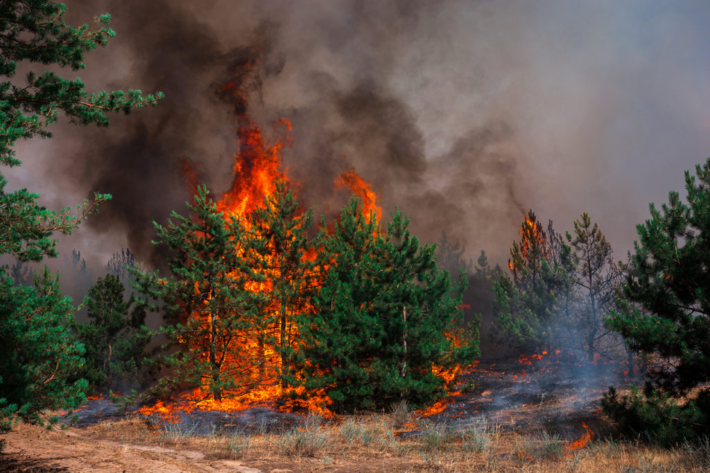 uk wildfires